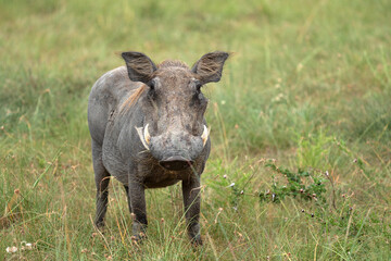 Fototapeta premium Warthog, Phacochoerus africanus