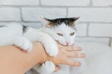 White striped cat playing with hand on white background