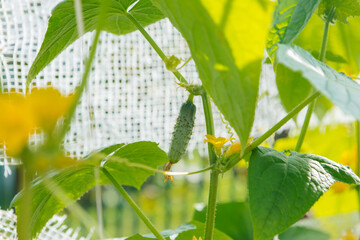 Green cucumber on a branch