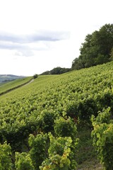 Fototapeta na wymiar Track through vineyard