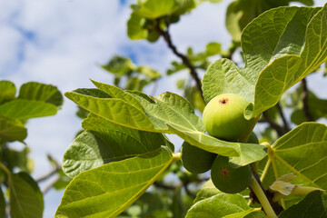 Close-up on ripe white figs on a tree branch. Natural  background.