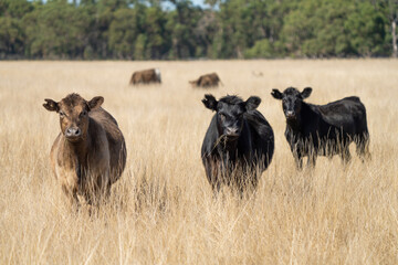 Stud beef cows and bulls grazing on green grass in Australia, breeds include speckled park, murray...