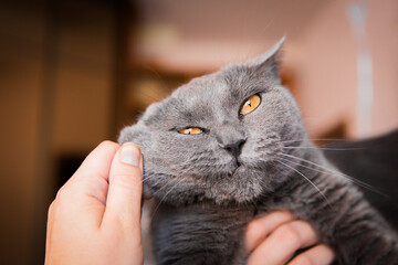 portrait of gray purebred cat