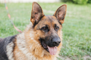 Portrait of german shepherd on green grass background