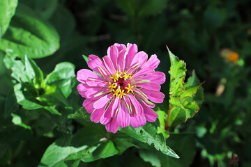 Obraz premium Closeup of a pink zinnia flower against leaves