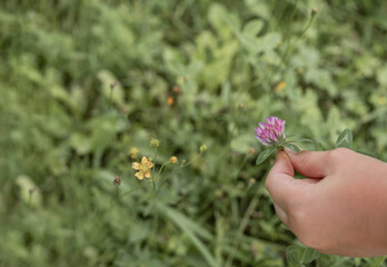 Fototapeta na wymiar Girl hand holding violet clover flower over green blurred grass in summer. Copyspace for text.