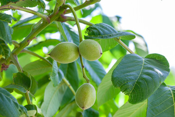 Manchurian walnut (Juglans mandshurica) fruit on tree