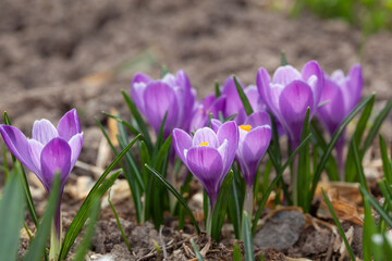 Lilac Crocus Flowers in Spring. Natural background with first spring flowers.