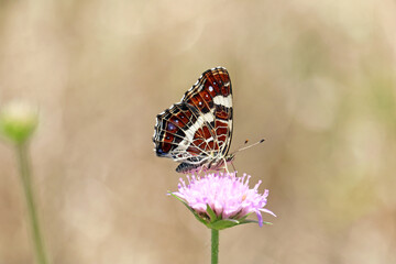 butterfly on a flower	