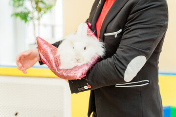 A white fluffy rabbit on the hands of a magician. An animator holds a furry hare at a holiday
