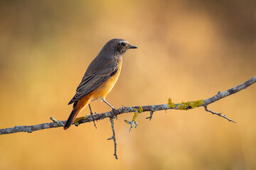 Common redstart perched on a branch, warm background