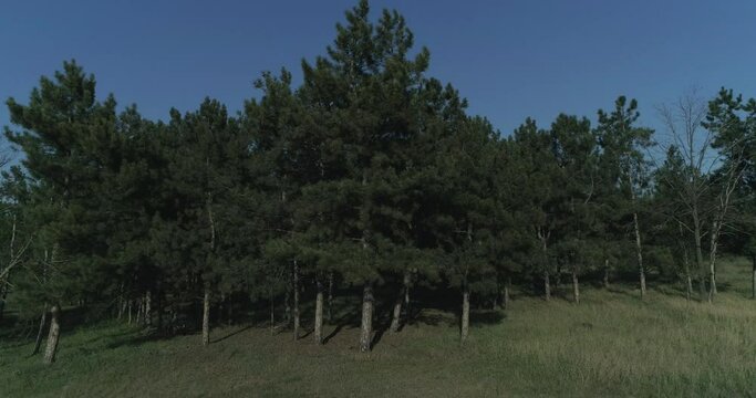 The edge of the coniferous forest on a sunny day, a small artificial forest of conifers