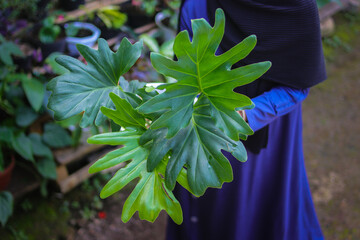 Close-up view of Philodendron selloum plant on hand in the backyard. Tropical houseplant stock...
