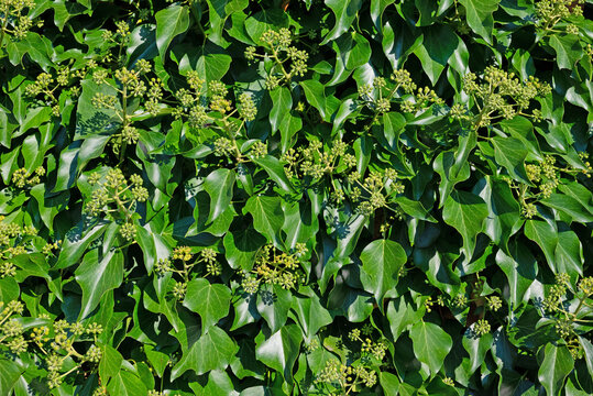 dracaena marginata sunray Dracaena, Marginata Kiwi 8