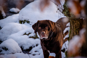 dog in snow