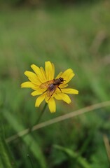 Fliege auf gelber Wiesenblume