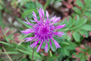 a beautiful pink greater knapweed (Centaurea scabiosa) flower growing wild on Salisbury Plain Chalklands Wiltshire UK