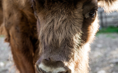 Portrait of  bull. An adult artiodactyl animal. Agriculture and animal husbandry.