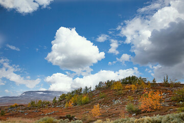 Naklejka na ściany i meble Autumn colors on Saltfjellet - mountain transition,Helgeland,Nordland county,Northern Norway,scandinavia,Europe