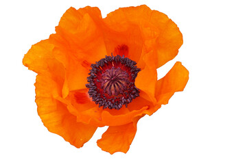 Blooming red poppy flower is isolated on a white background close-up. View from above.