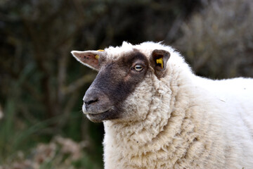 close up of a sheep