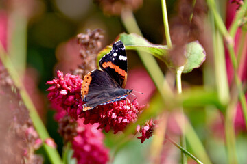 butterfly on a flower