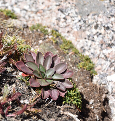 Succulents Along the Trail to the Summit of Mt Evans Colorado