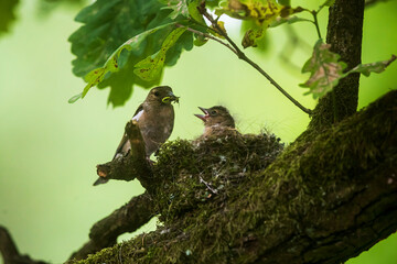 common chaffinch (Fringilla coelebs) female feeding her young in a nest in a big tree