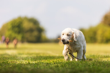 Golden Retriever cute Puppy walking on the grass in the park carrying a stick
