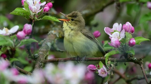 Singing bird. The icterine warbler (Hippolais icterina) is an Old World warbler in the tree warbler genus Hippolais.