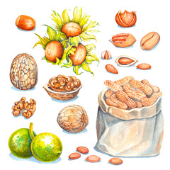 a large set of watercolor images of nuts of different types