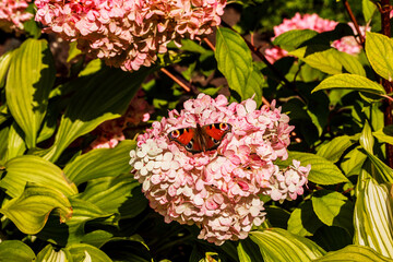 A peacock butterfly on pink lush blooming hydrangea. Hosta plants, hydrangea, hortensia in the...