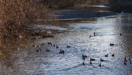 Wild ducks on the shore of the city pond in late autumn