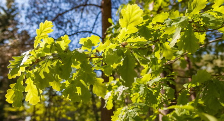 Oak branch with leaves on the background of trees in the summer