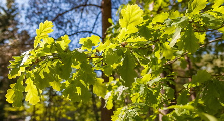 Fototapeta premium Oak branch with leaves on the background of trees in the summer