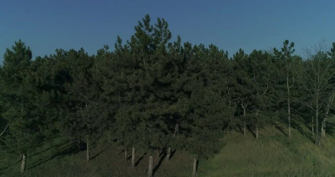 The edge of the coniferous forest on a sunny day, a small artificial forest of conifers