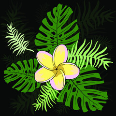 Plumeria flower and tropical leaves