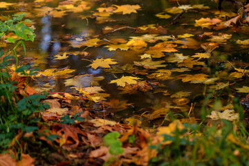 Autumn leaves in a puddle