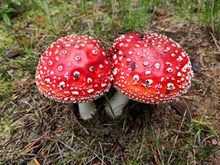 Fly Agaric in grass on a forest. Fly amanita (Amanita muscaria) mushrooms closeup in the nature