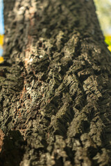 Bark tree in autumn forest