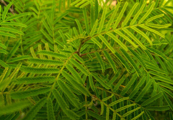 close up of fern leaves, branches of green leaf, nature photography, gardening background