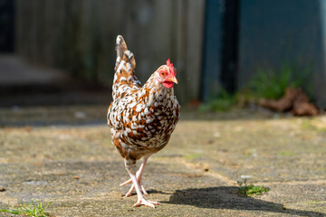 Booted Bantam (nl: sabelpootkriel) chicken on a farm showing off his beautifull feathers
