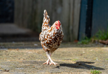 Booted Bantam (nl: sabelpootkriel) chicken on a farm showing off his beautifull feathers
