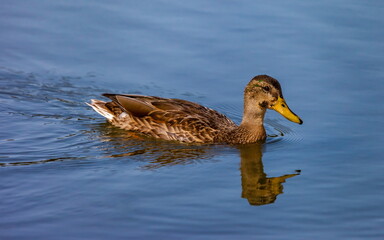 Ducks on the water pond in summer closeup