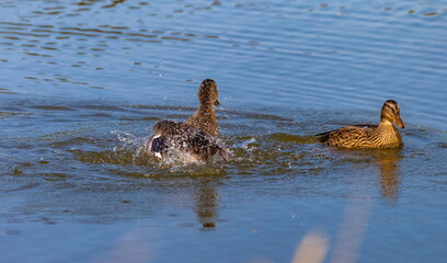 Ducks on the water pond in summer closeup