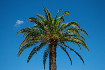 Fototapeta na wymiar palm tree against blue sky