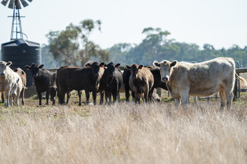 Close up of Angus and Murray Grey beefs Cows eating long pasture and grass, in spring and summer