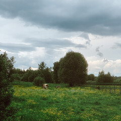 nature, summer, green grass, trees and bushes, a cow is standing at the edge of the forest, small...