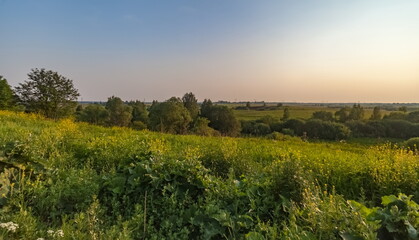 Fototapeta na wymiar Landscape with field, wildflowers, bushes, grass, trees against the sky with the setting sun