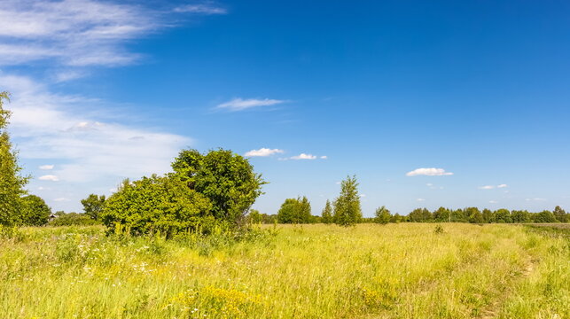 Field with grass and trees against blue sky with clouds in summer © Александр Коликов